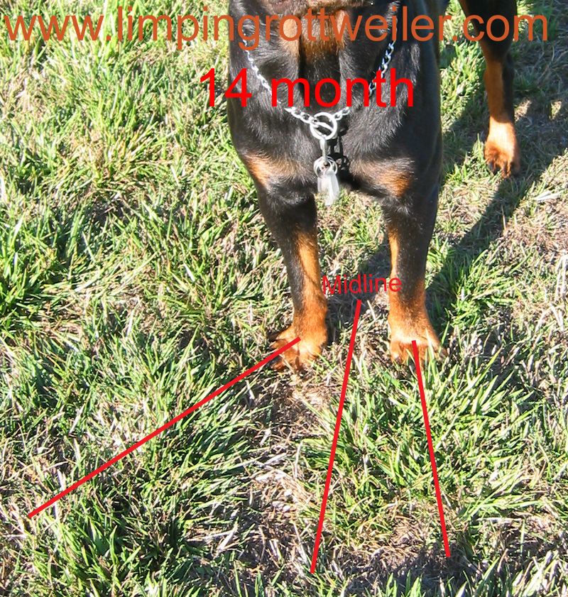 Basra at 14 months old