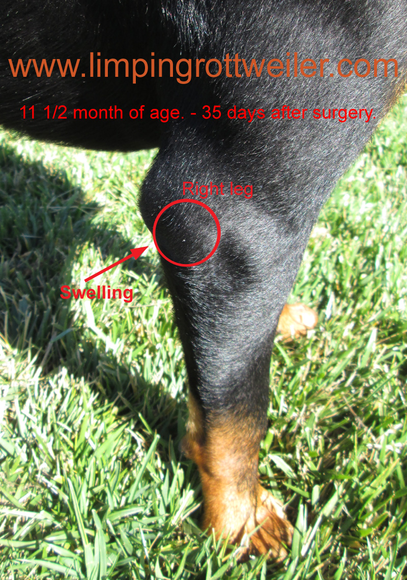 Basra at 11.5 months old