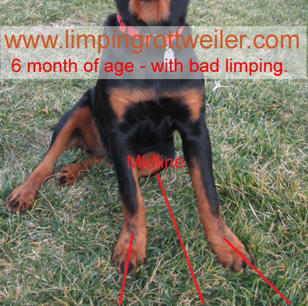 Basra at 6 months old