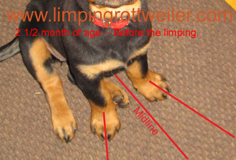 Basra at 2.5 months old