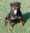 rottweiler breeder