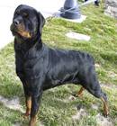 german rottweilers