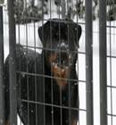 california rottweilers