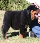 rottweilers