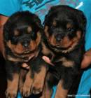 rottweilers for sale