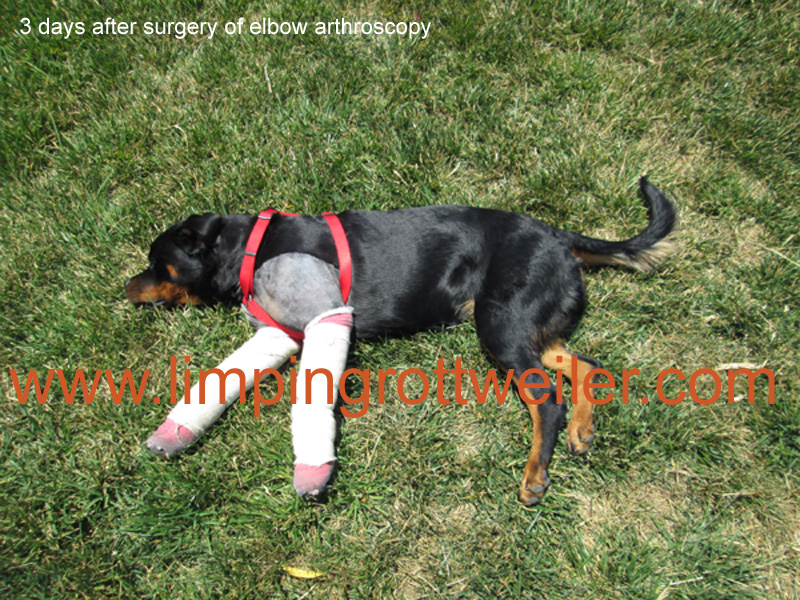 Basra 3 days post-surgery