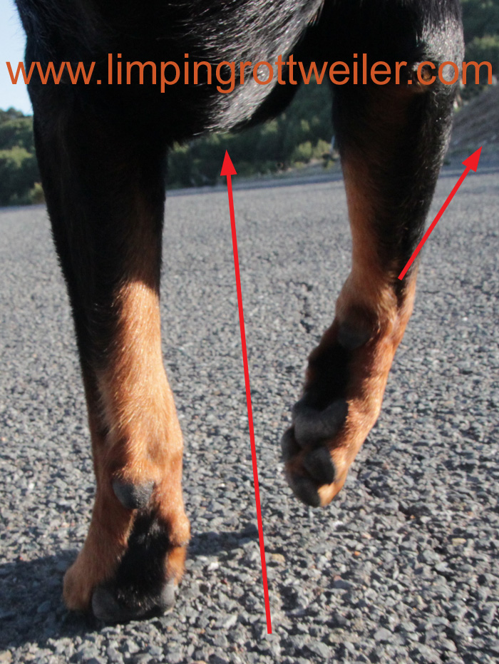 Gait analysis 2