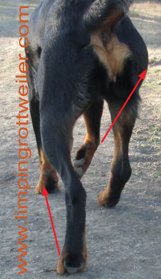 Gait analysis 1